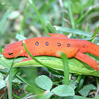 Newt � m. j. mccool